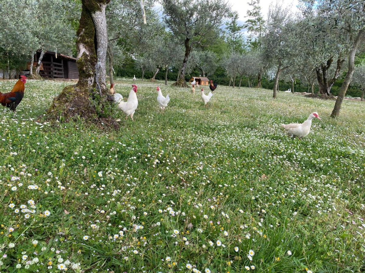 Agriturismo L'Ulivo 파둘라 외부 사진